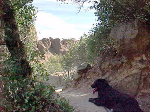 view at Boyce-Thompson Southwestern Arboretum